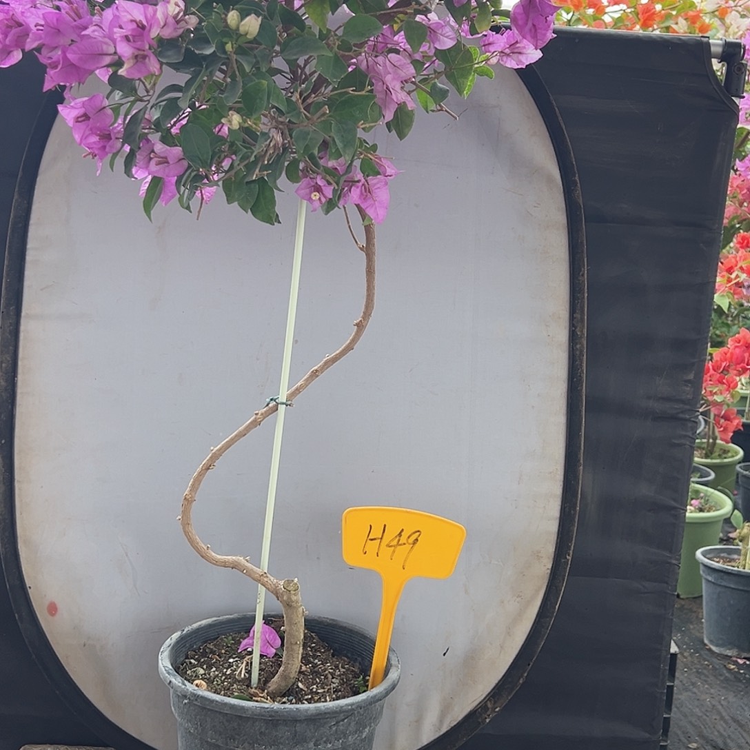 大***姐大部分花苞少量开放H49雪紫