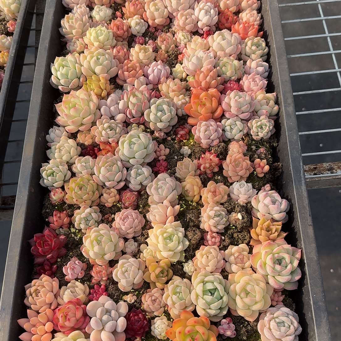 杂交新品珍妮多肉113