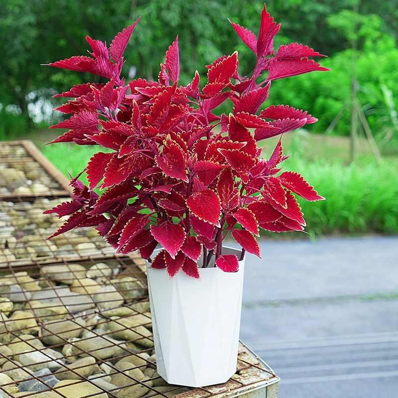 c彩叶草金边盆栽四季观叶阳台庭院耐寒耐热室外好养红色喜庆花卉