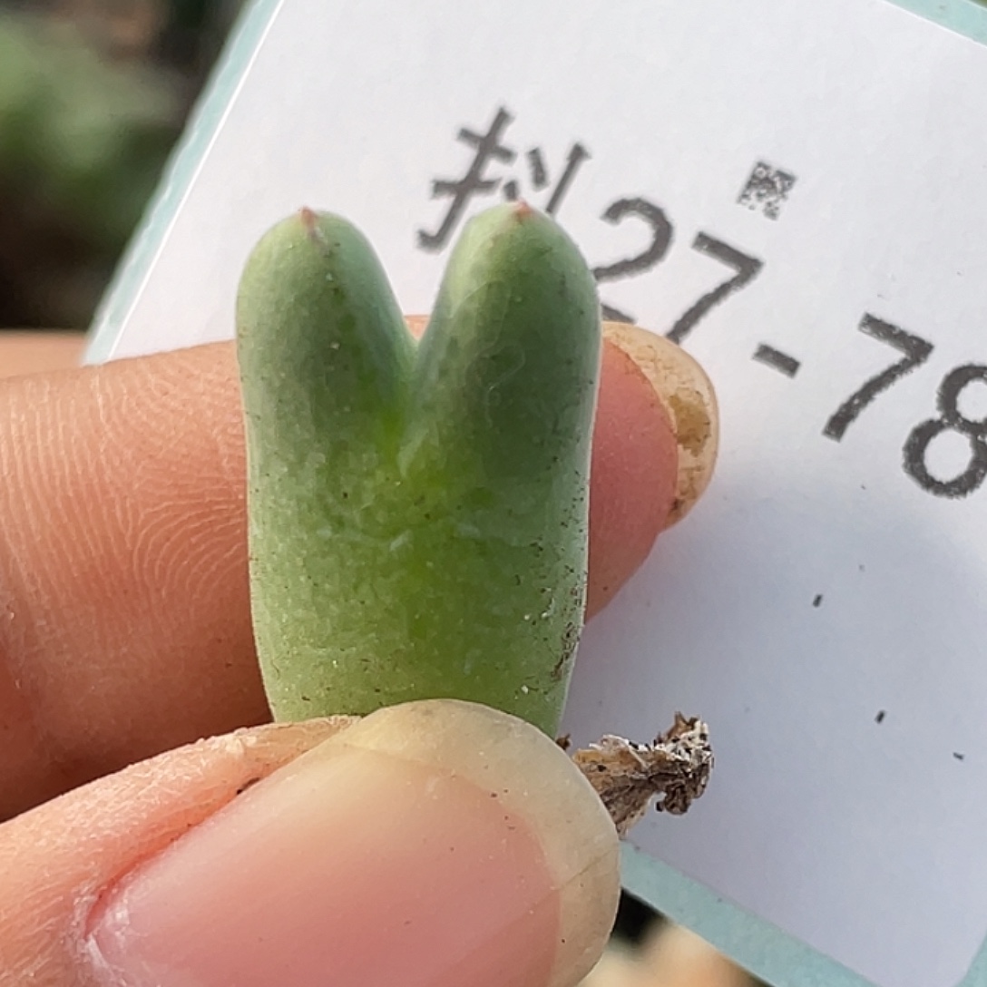 27-78猪蹄多肉植物