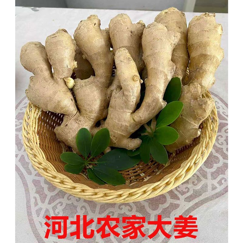 【商超品质】老姜大黄姜生姜精品大果无熏硫窖藏老姜辛辣味足批发