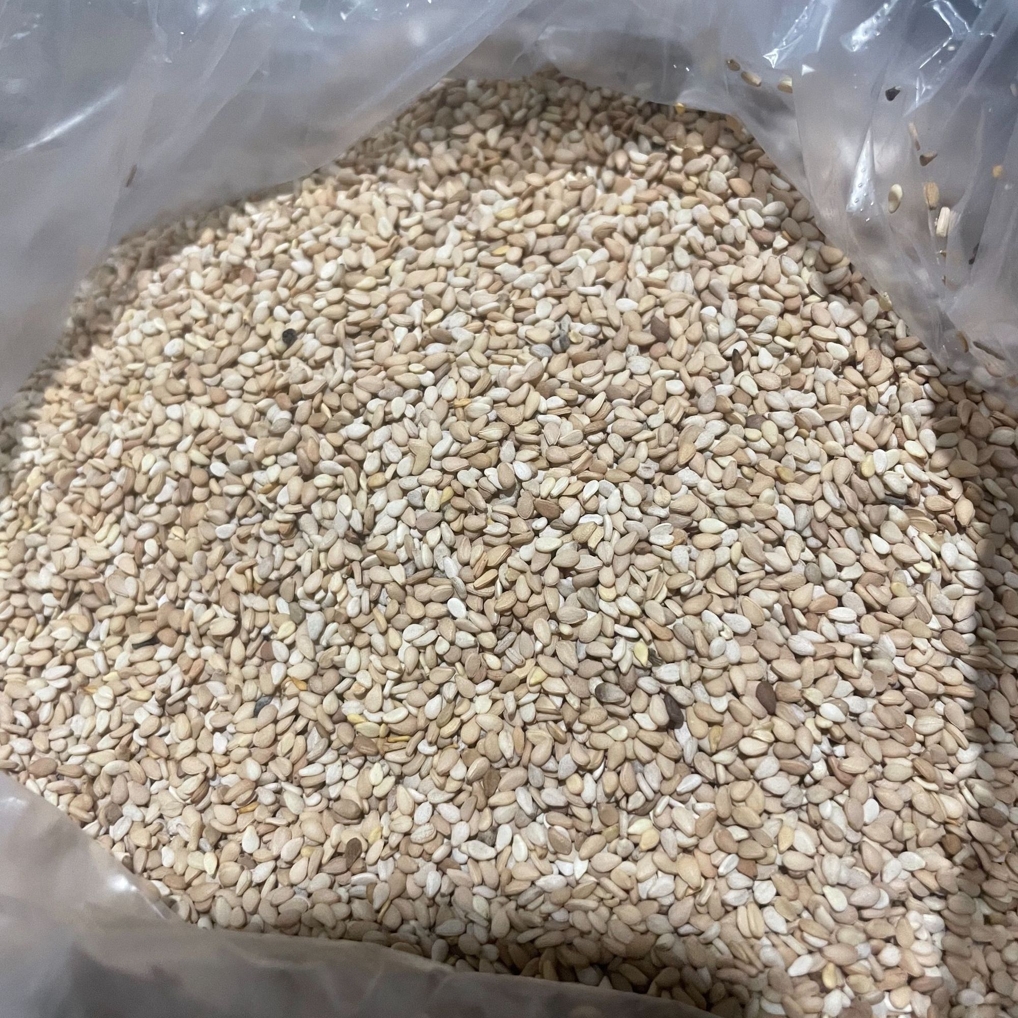 大春家3斤（有少许白色）