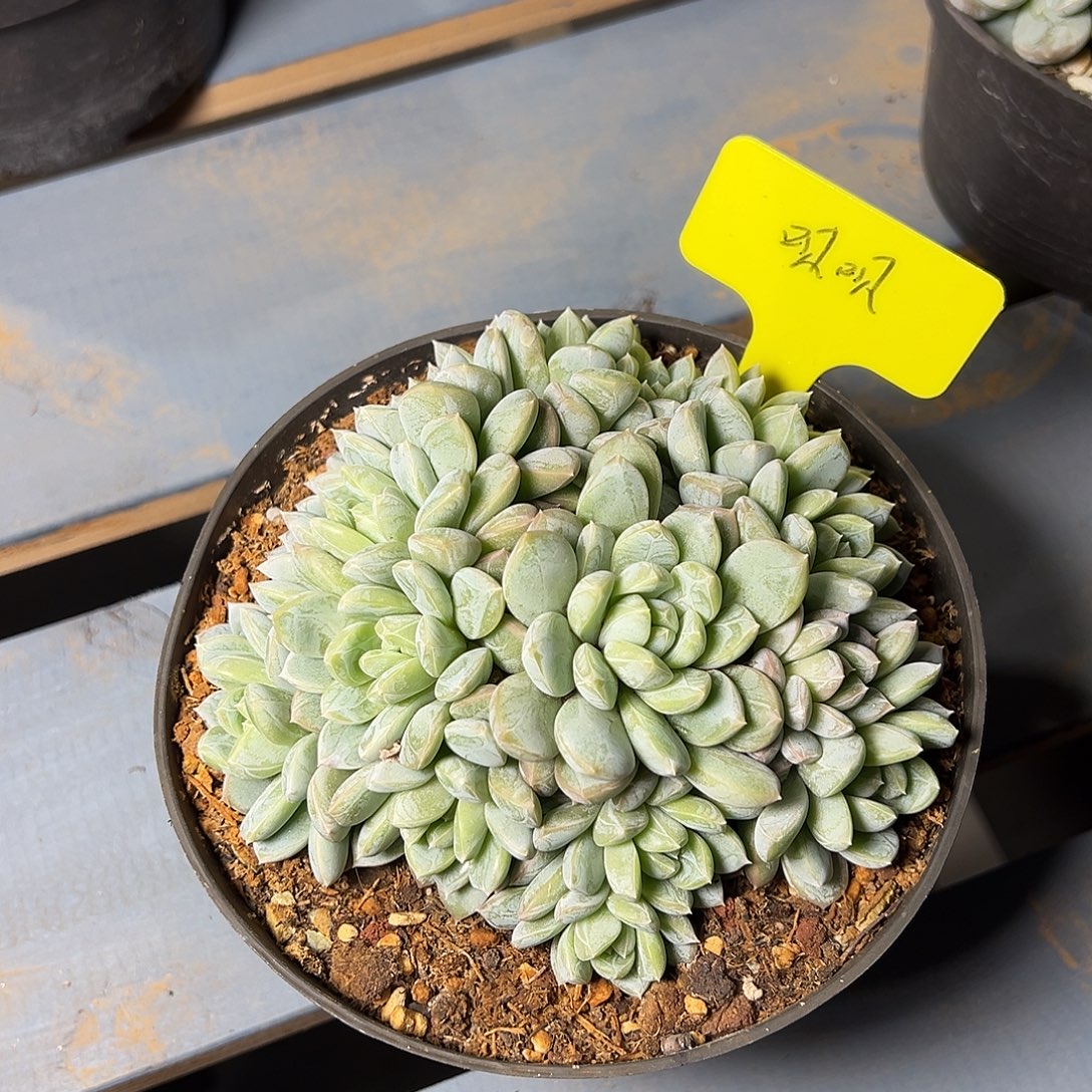 一物一拍，呗呗，百达翡丽