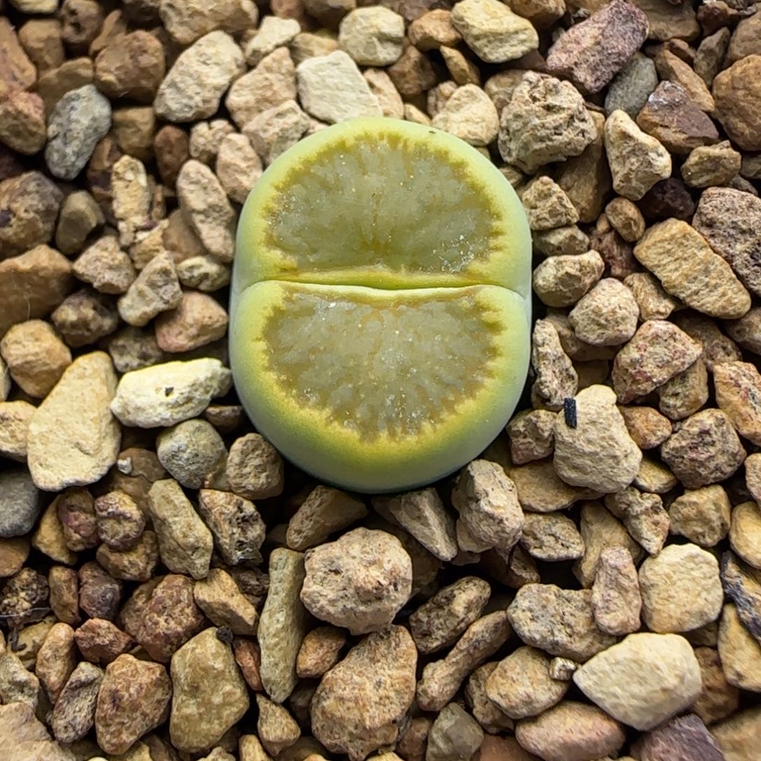 209 生石花大棚直播