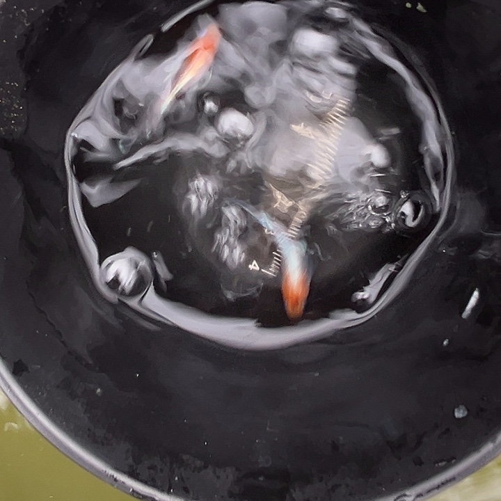 海水鱼长鳍短期三色一组02