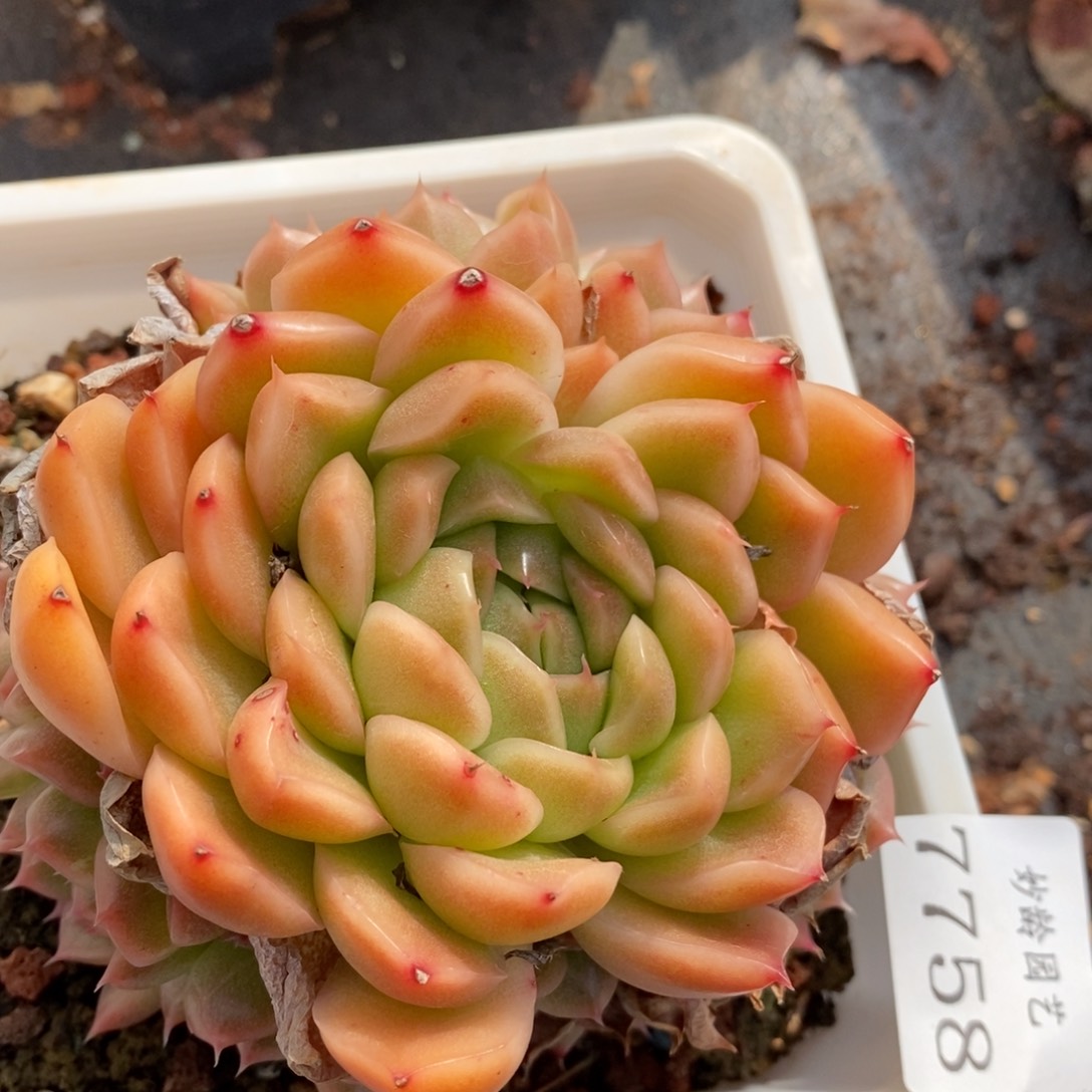 7758杂交多肉老桩基地