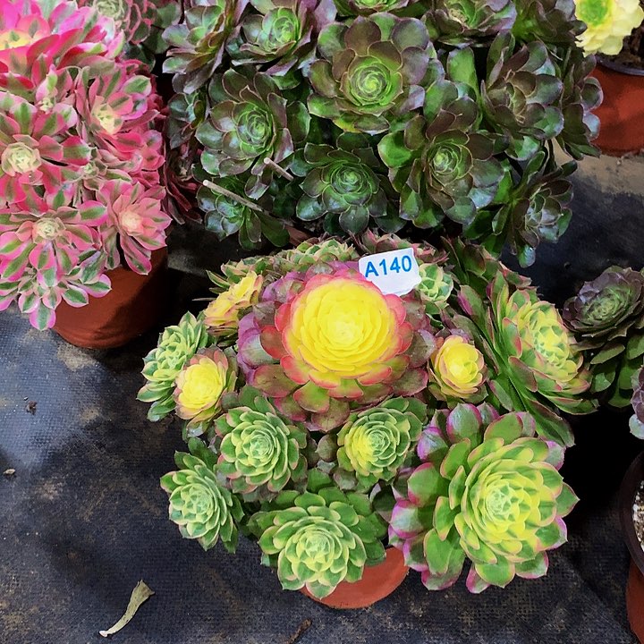 M****。多肉海鲜法师140