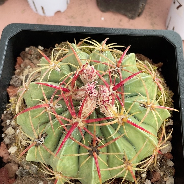 794处理大赤诚仙人球