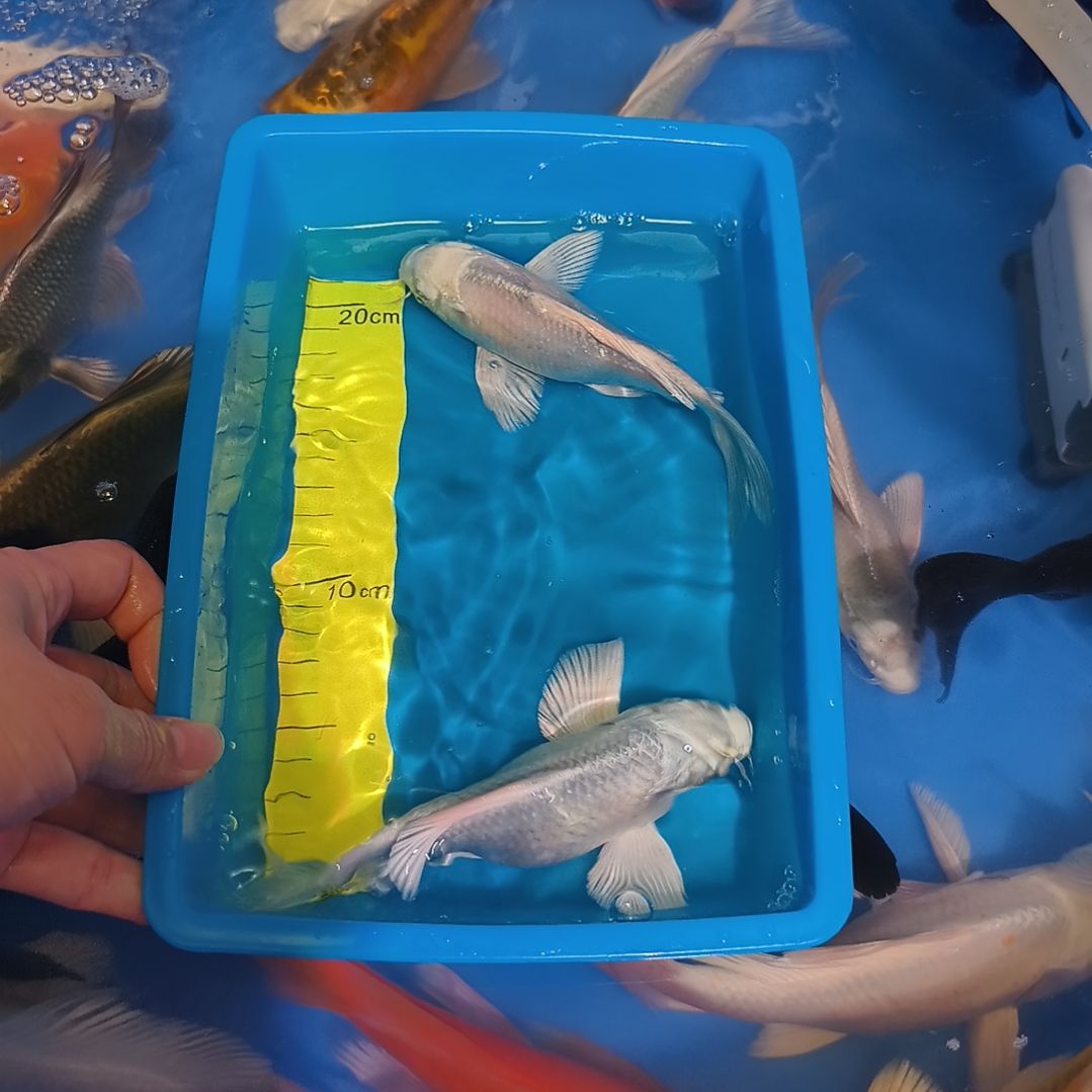 蝴蝶鲤鱼蝴蝶鲤白色2条