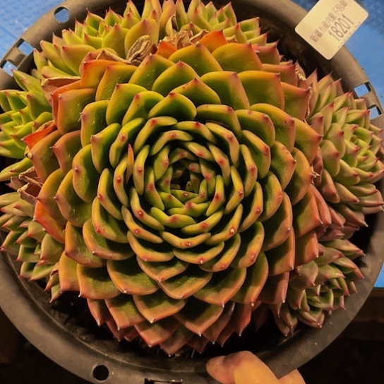 贺*怡蓝月亮18201多肉