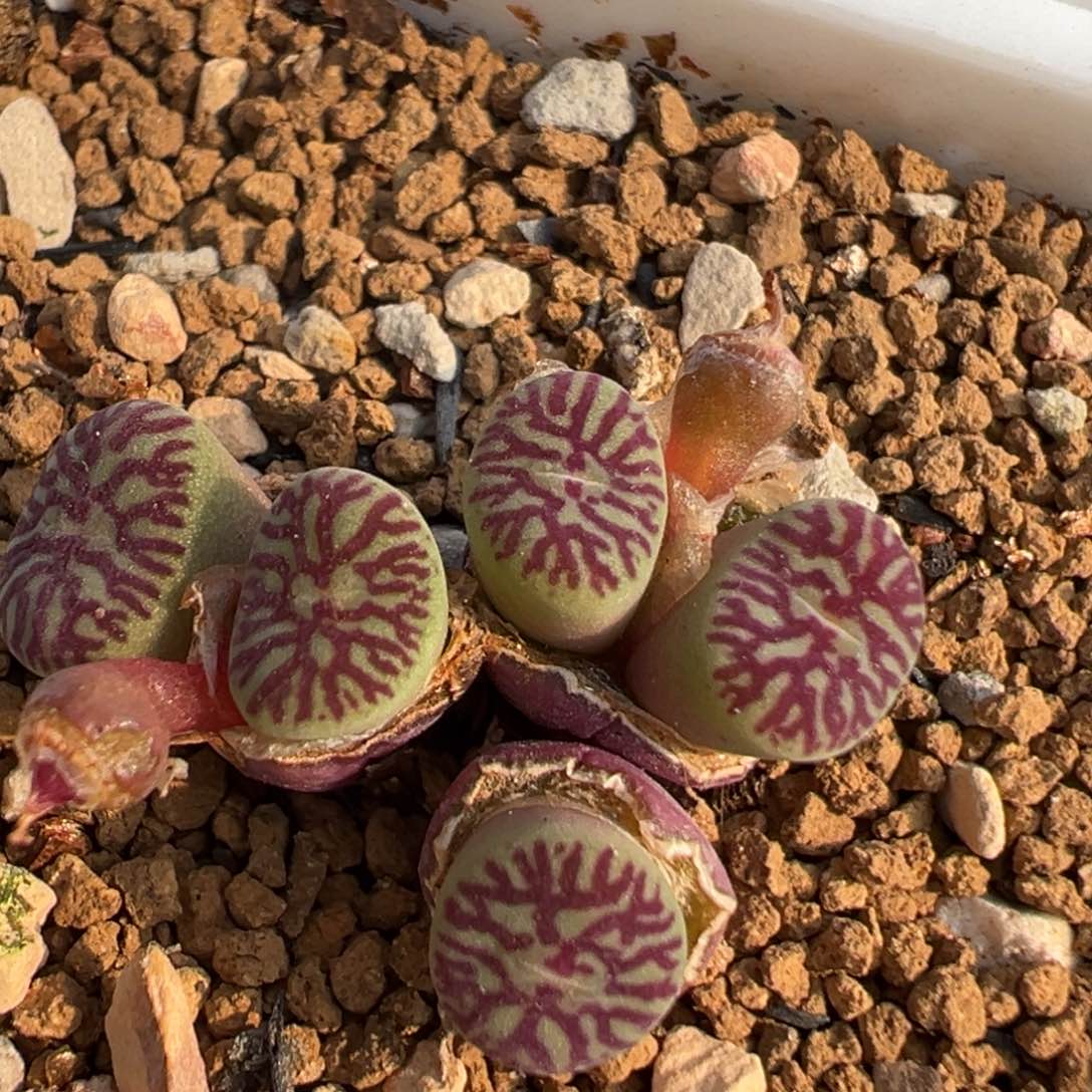 74多肉植物百科知识