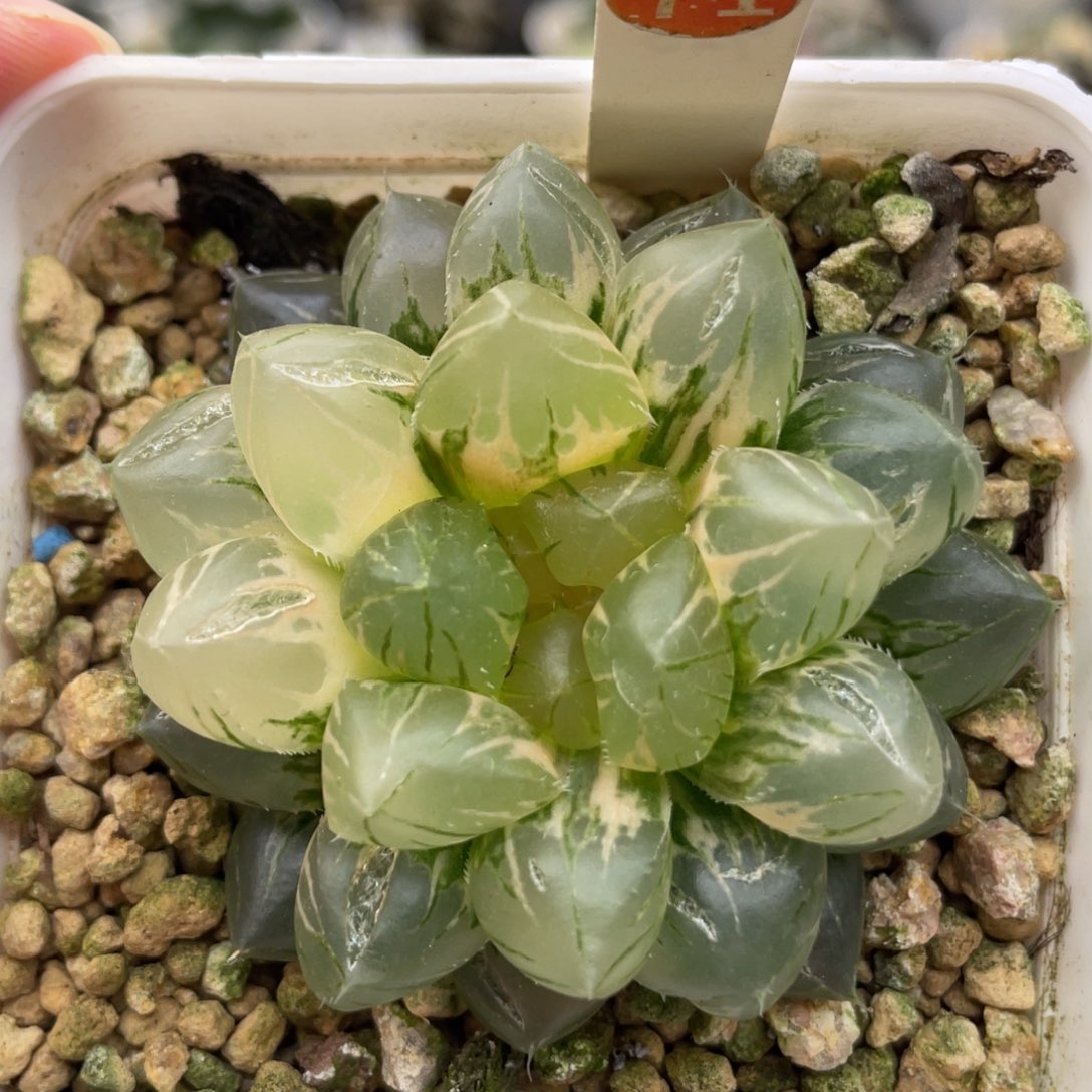 小蔡的菜园71om锦