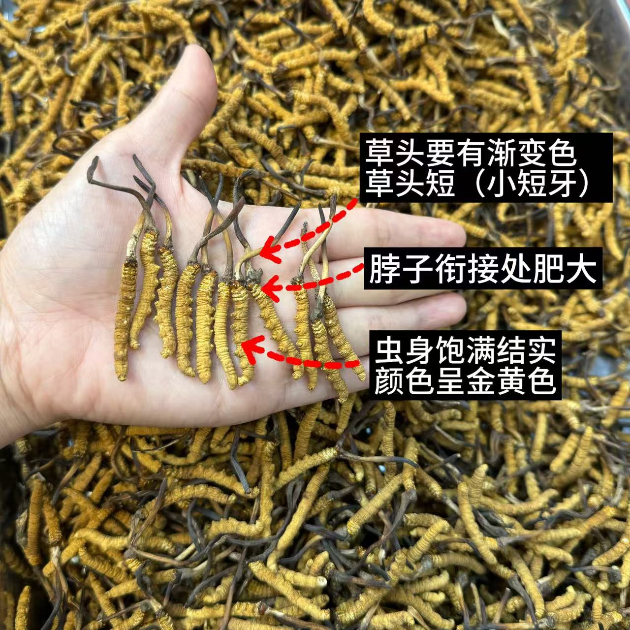 【中秋好礼】虫草干草 1900条一斤         