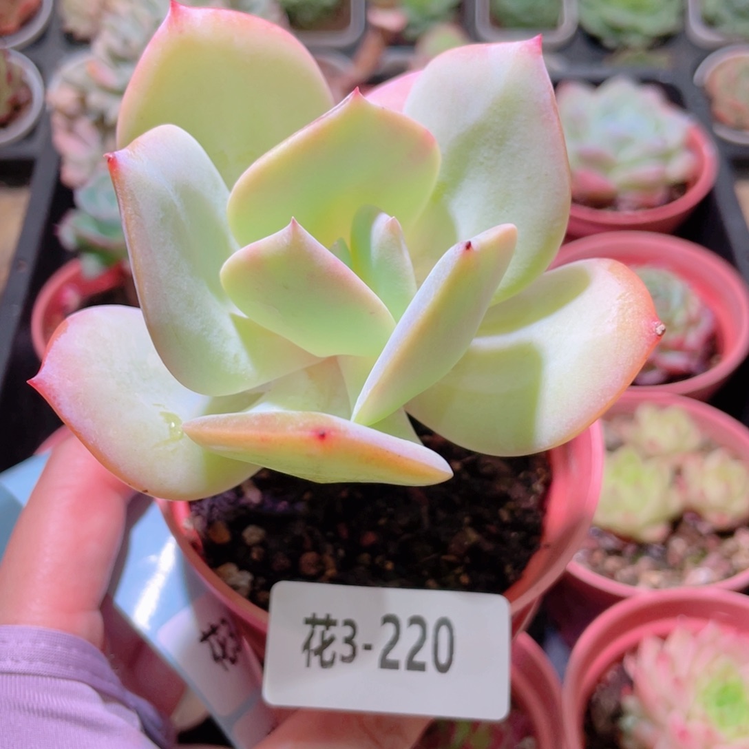 花利美3-220白凤单头