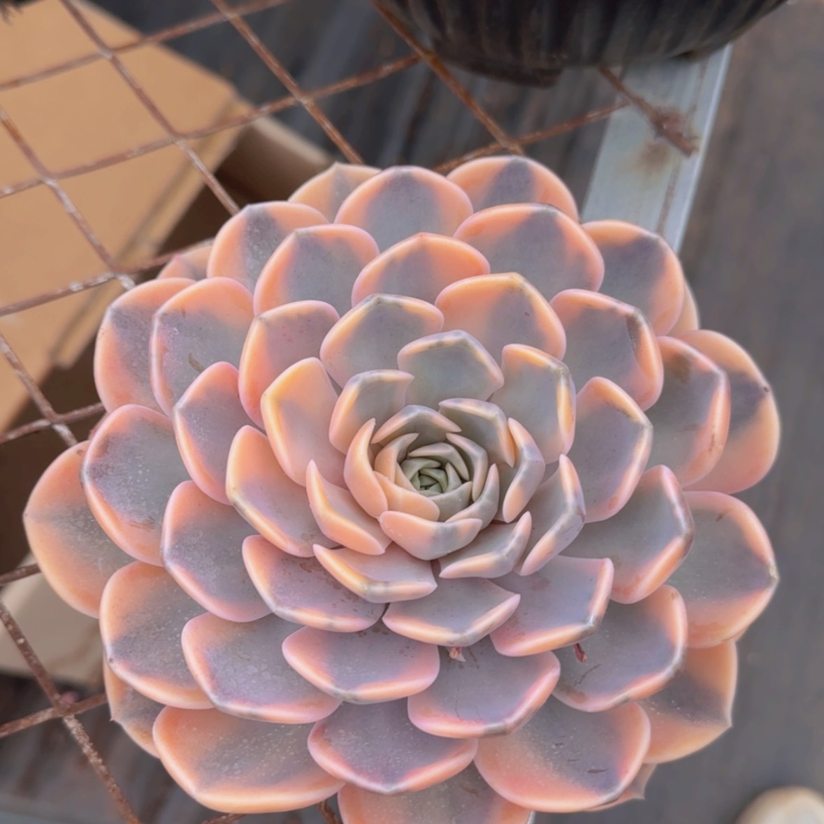 【闪购商品】大汉堡锦99