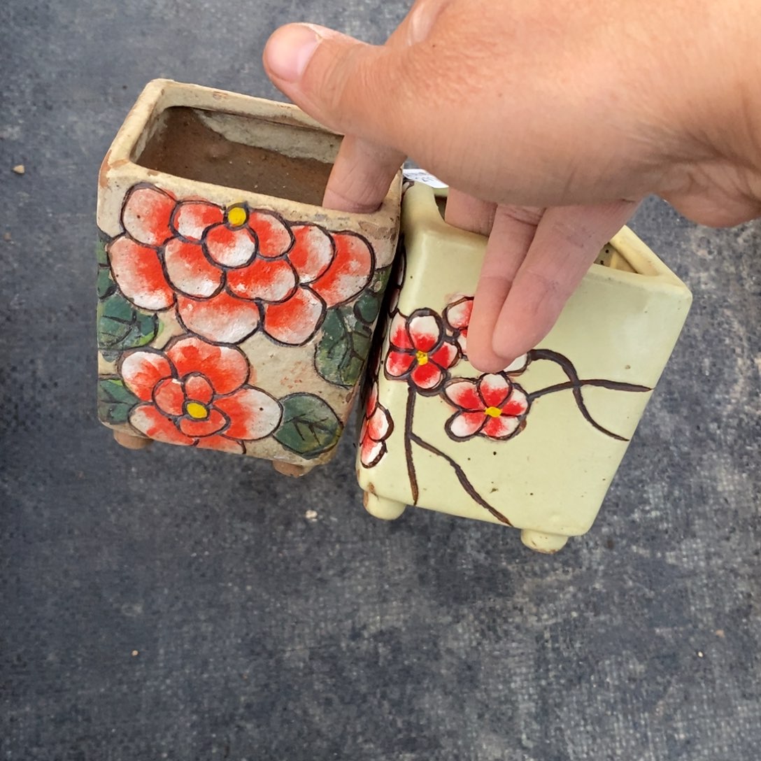 红陶阳*阳116号多肉盆两个组合