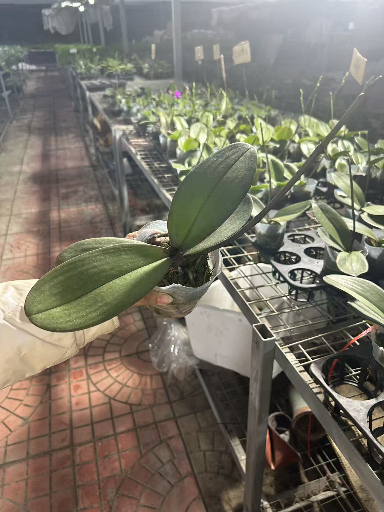 蝴蝶兰  (天后）出梗苗