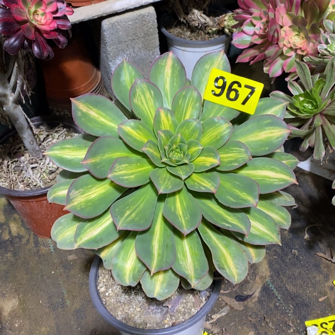 黄中班多肉法师967