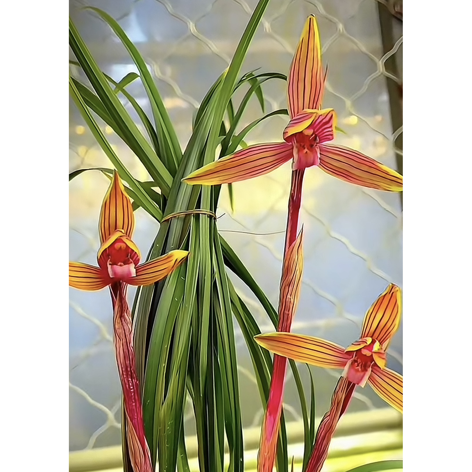 中东红钻-春兰组培苗-硬化8个月-连体2苗-人工养殖