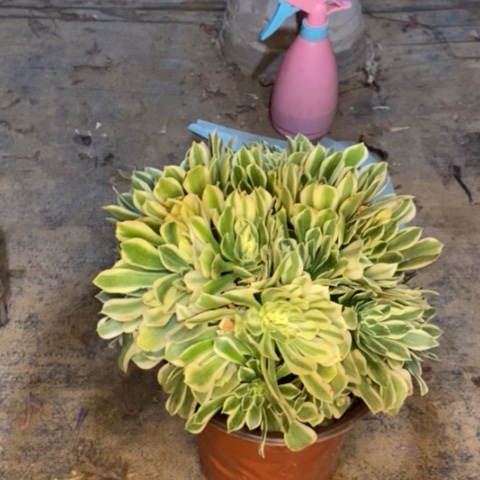 艳宁多肉植物026