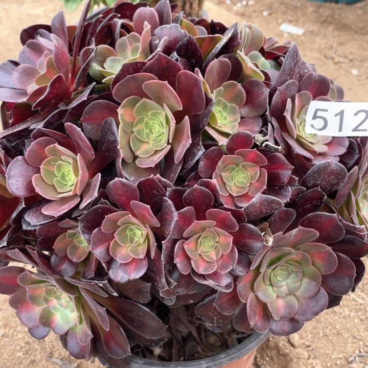 512多肉植物华纳