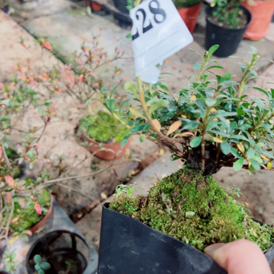 完全开放奶***价杜鹃花科植物有花