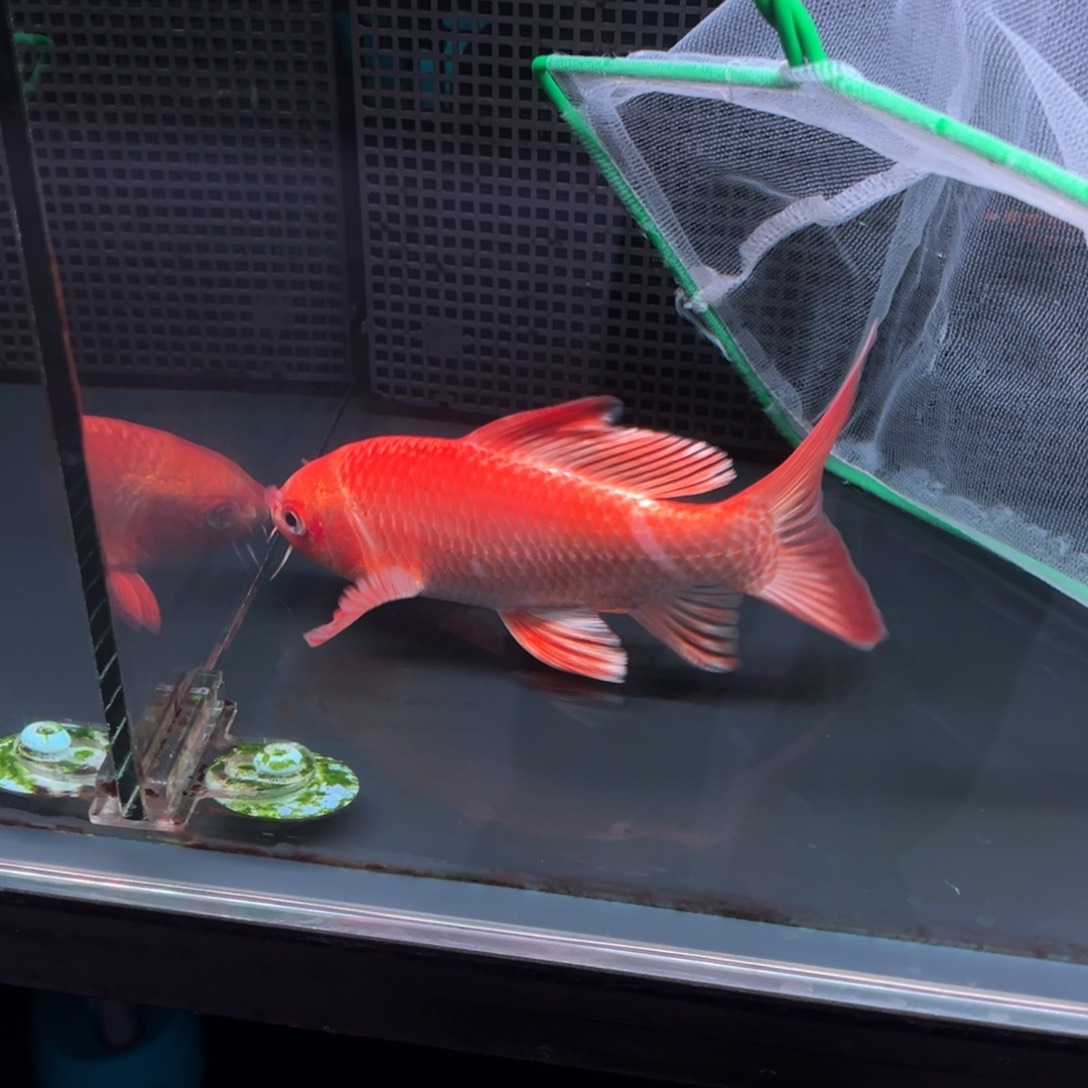 海水鱼恒****超哈哈哈哈哈哈哈哈哈哈