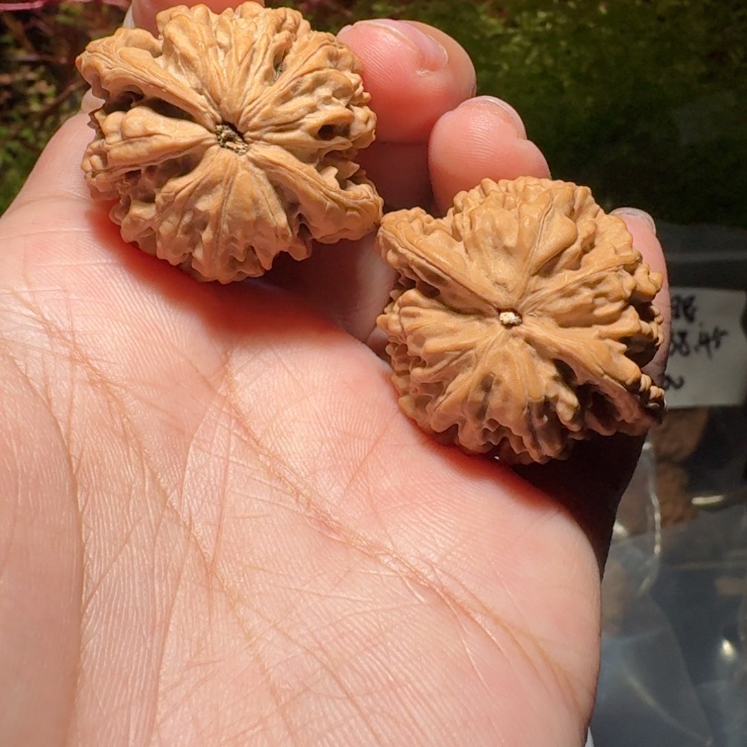 1238号36尺寸红缨枪文玩核桃