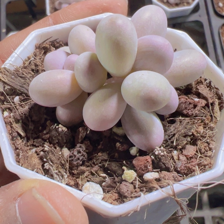 蛋黄奶精品多肉植物