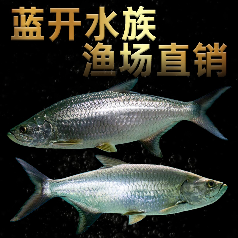 泰庞海莲尺寸25-36公分大型热带观赏鱼巡游鱼可混养龙鱼包邮包损
