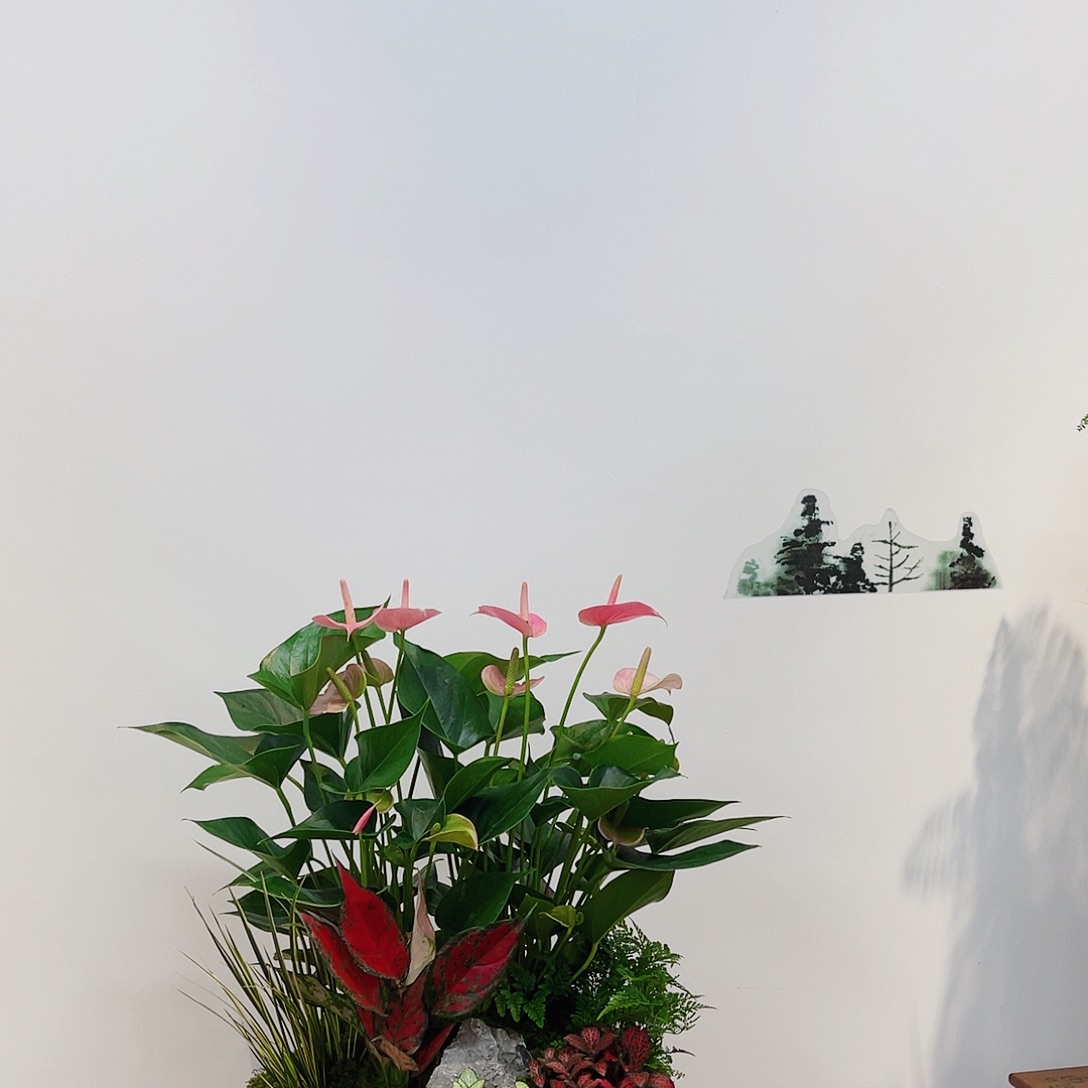 完全开放高端盆栽一物一拍