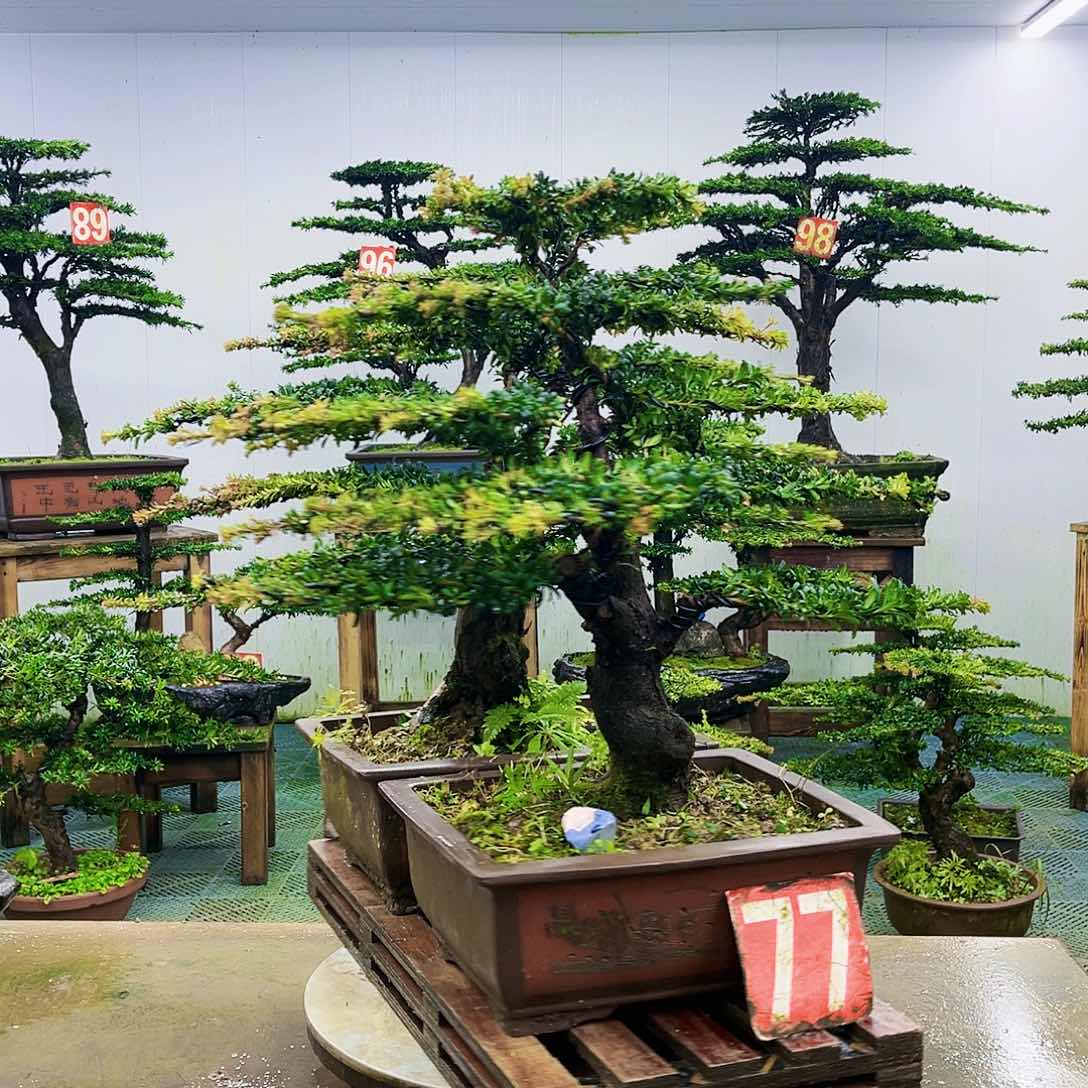 完全开放罗汉松盆景艺术