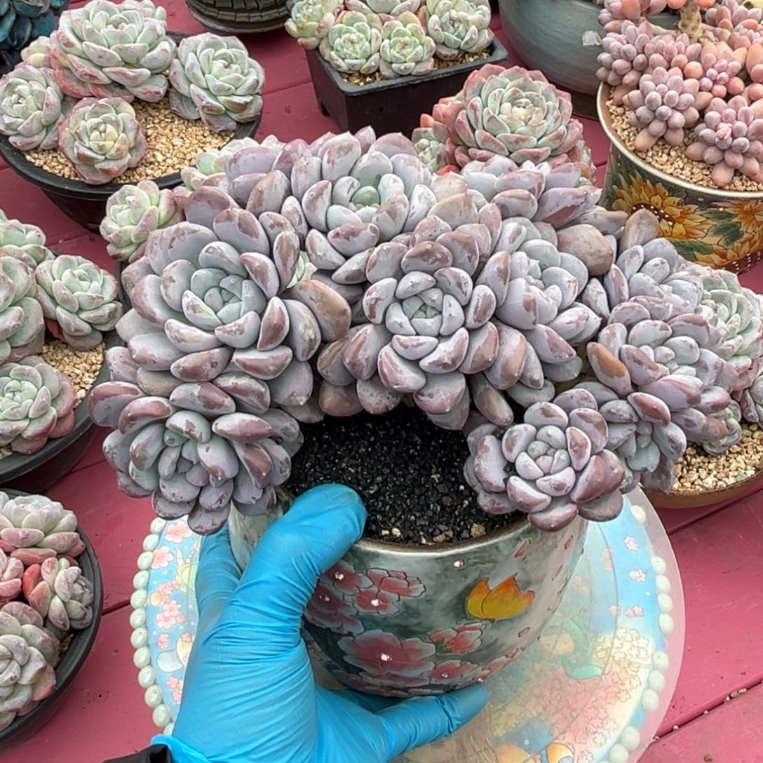 菩提子树一物一拍