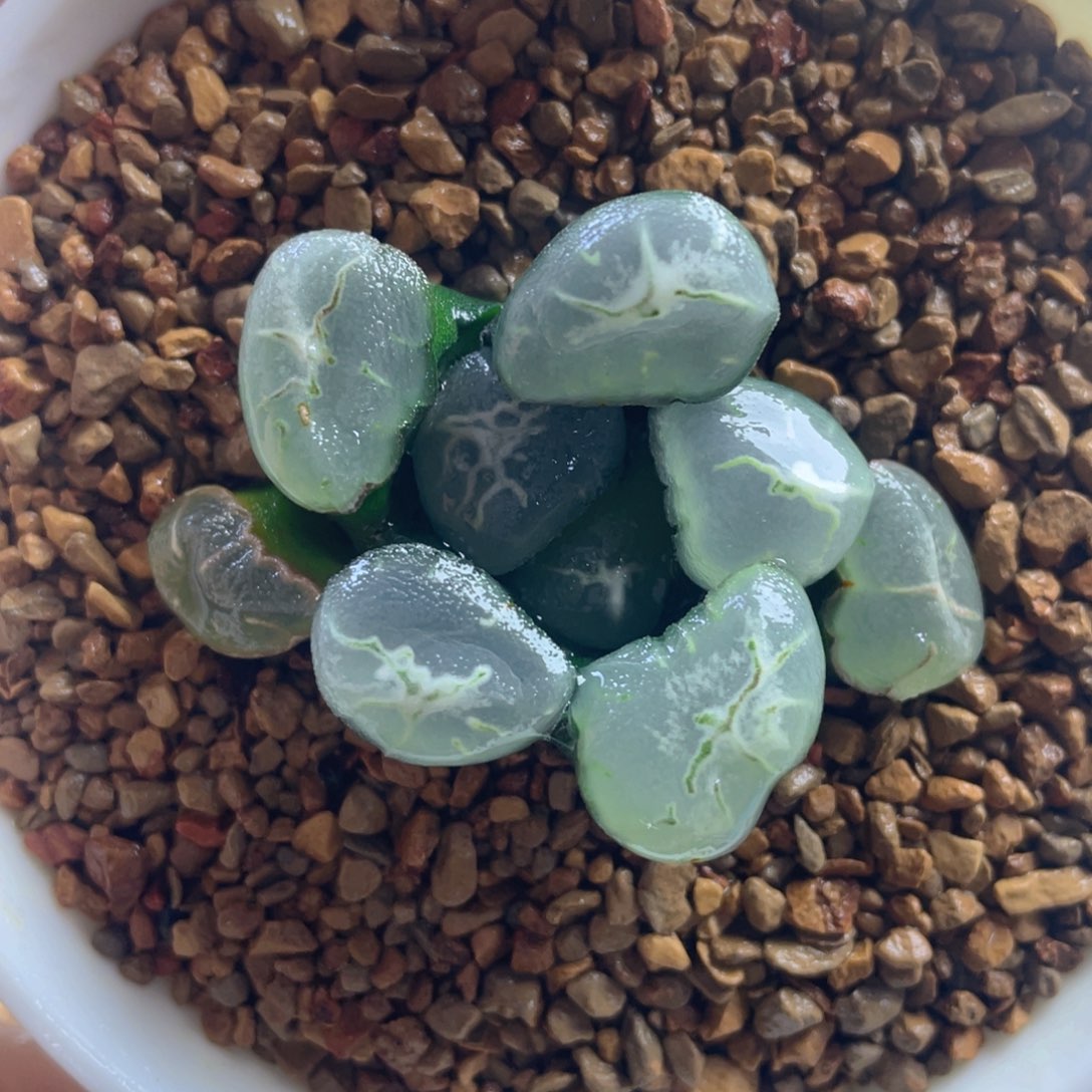 7.十二卷多肉艾格尔万象。     