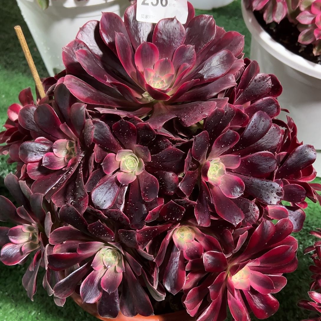 256凤冠多肉法师植物