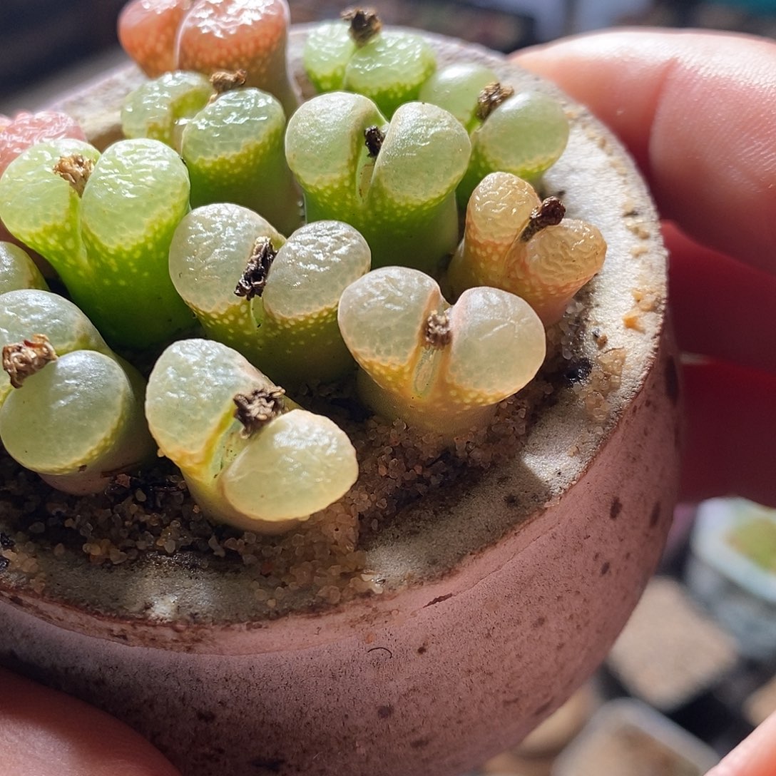 两颗单头粉樱花风铃。  