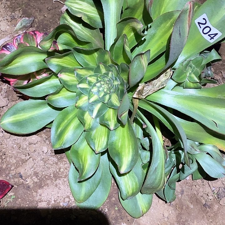 用****7多肉植物法师204艳子中班