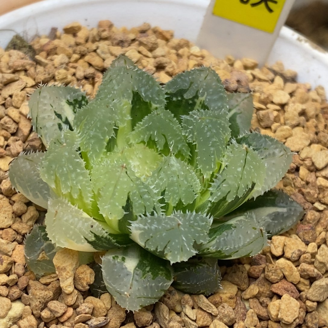 751号玄冰玉露锦锦