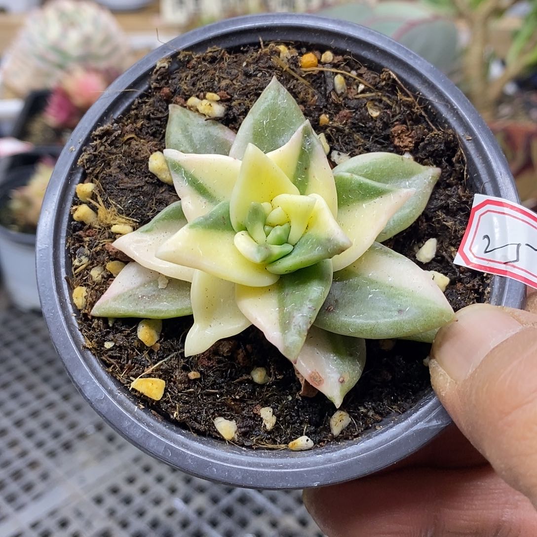 2425 表丽娜花脸锦 需延时发货