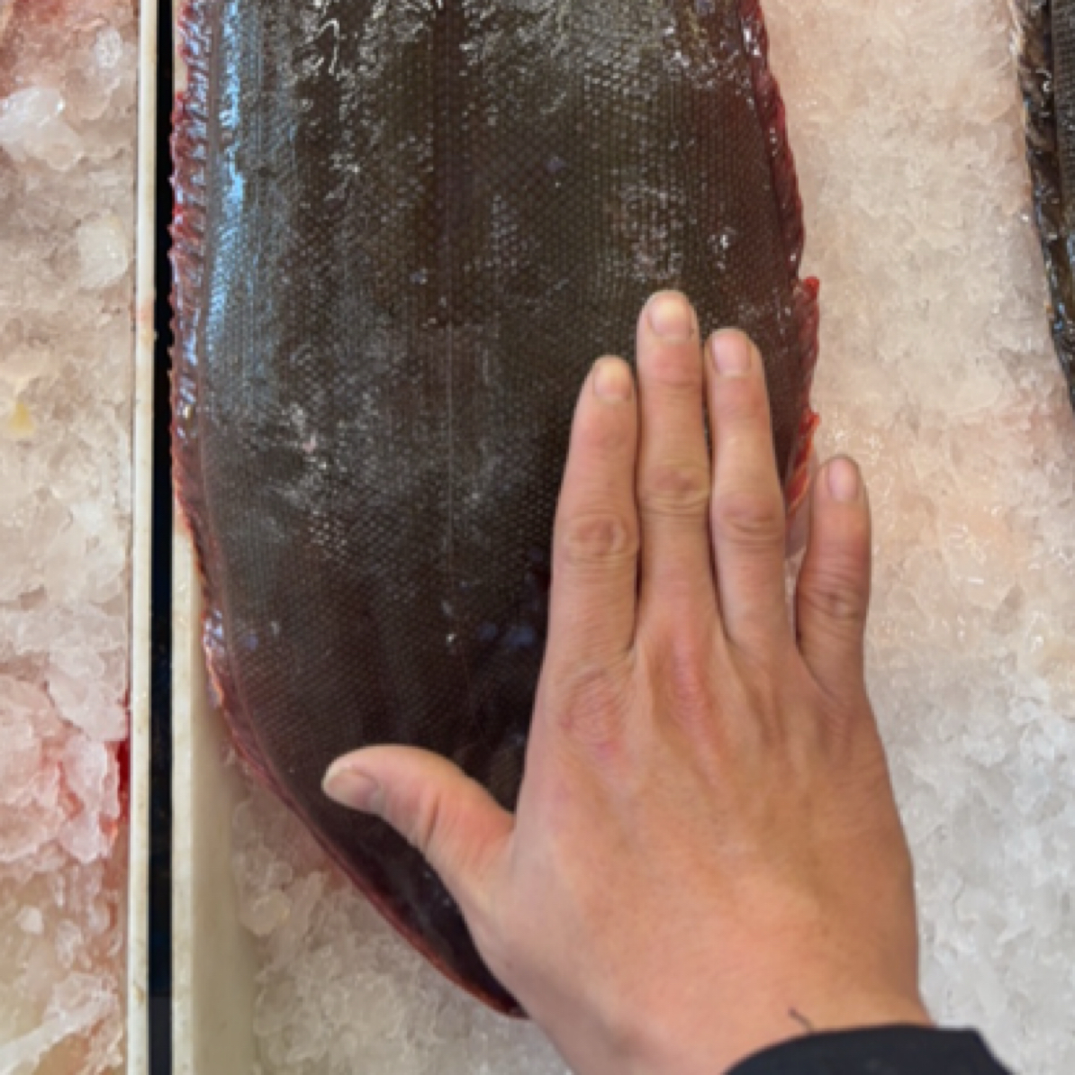 三斤左右大目鱼一条