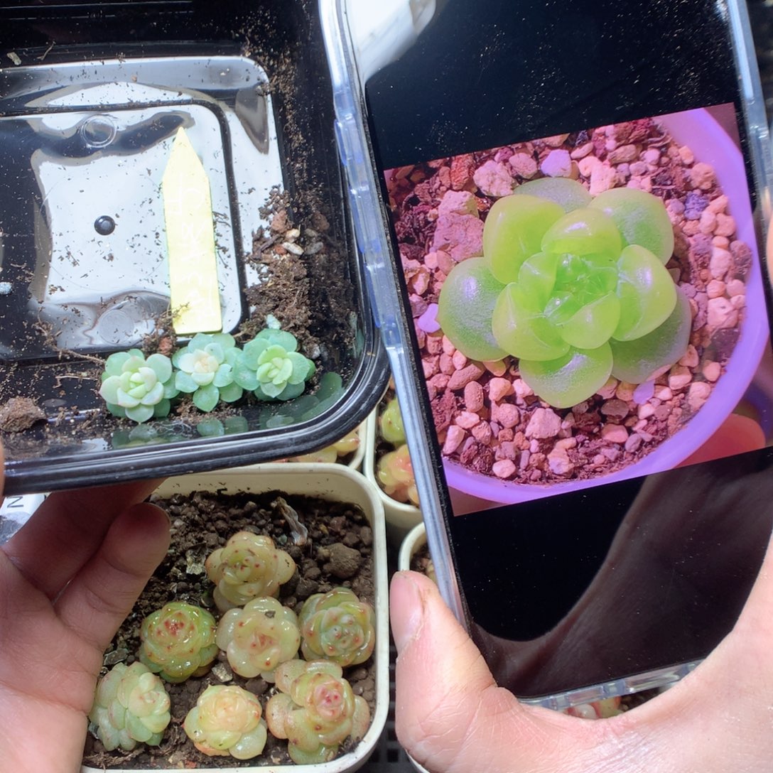 无花朵隐藏财富3颗yyyyy