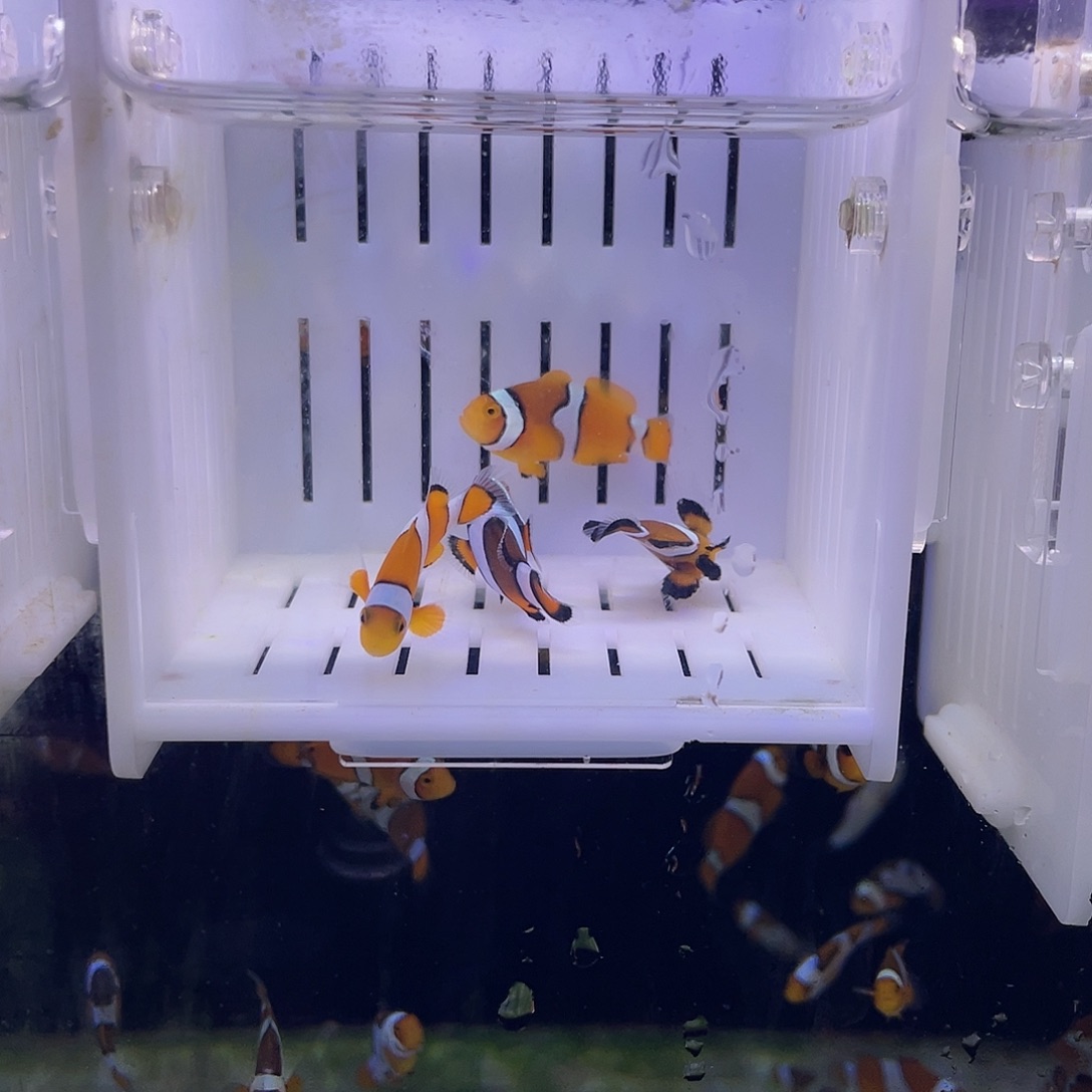 海水鱼4条精品乱炖组合