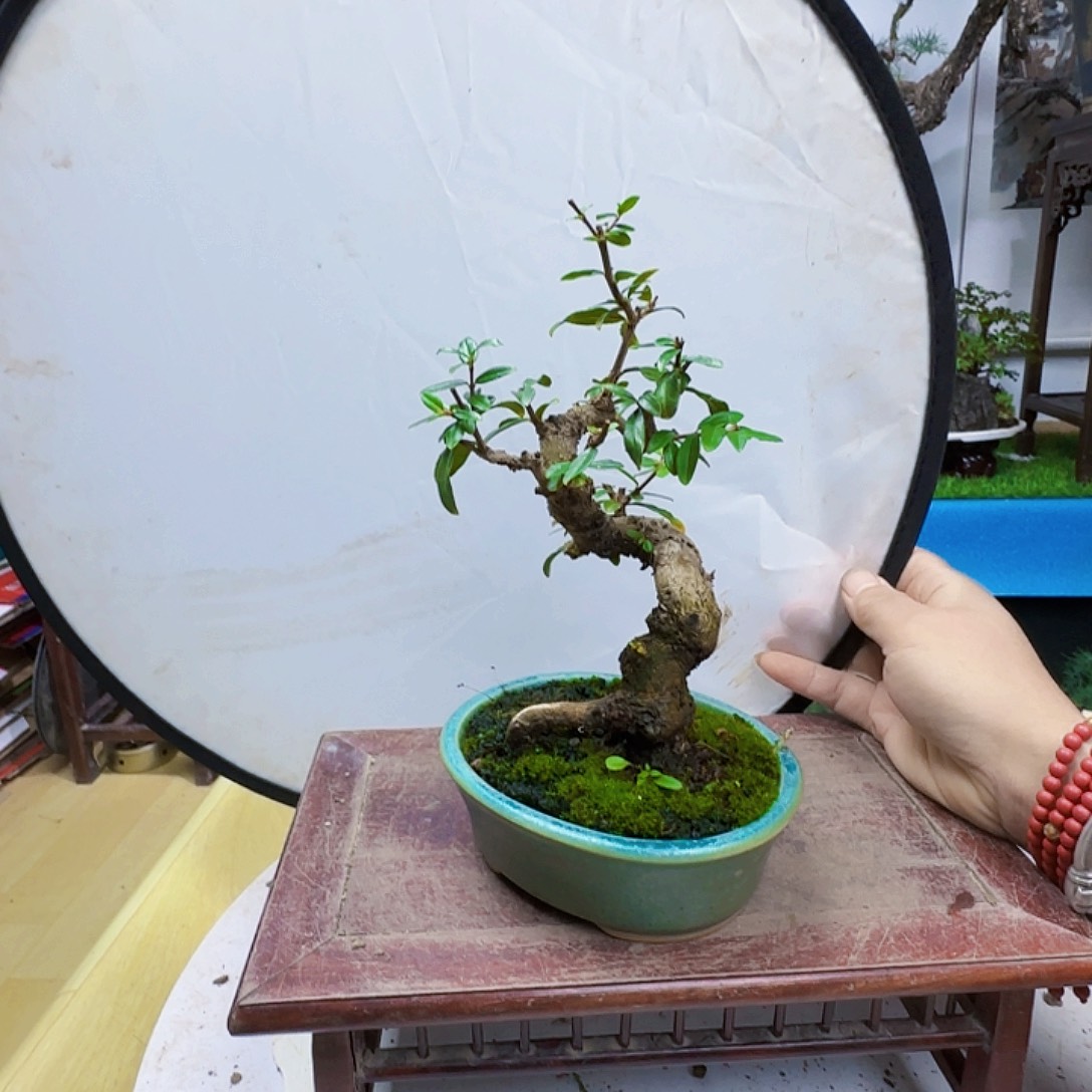 半***光无花朵小叶宫灯石榴带盆包邮