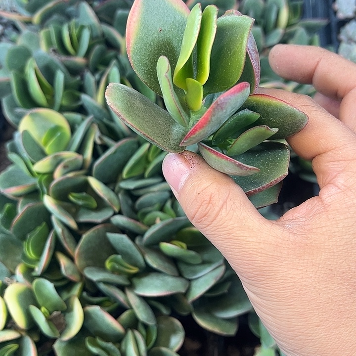 新华月 满10颗包邮