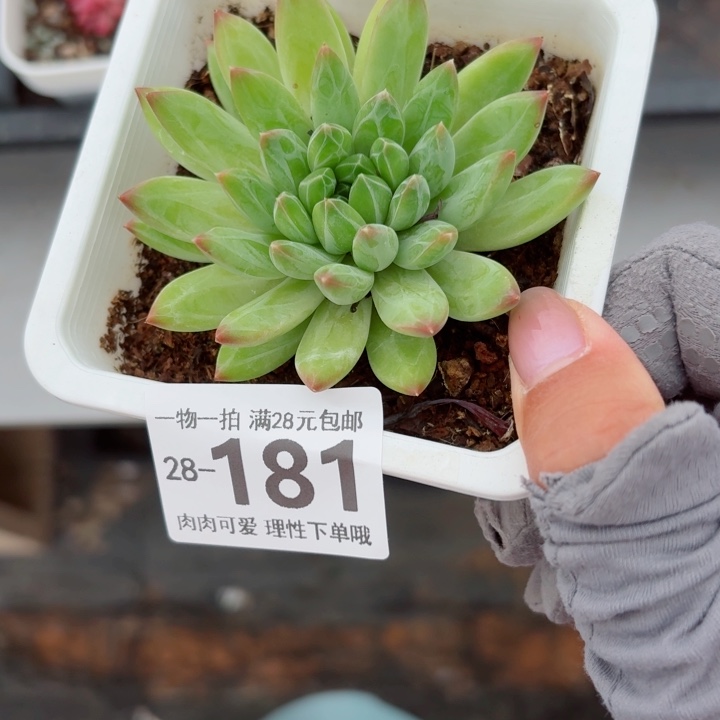 青花瓷的多肉多肉多肉植物多肉