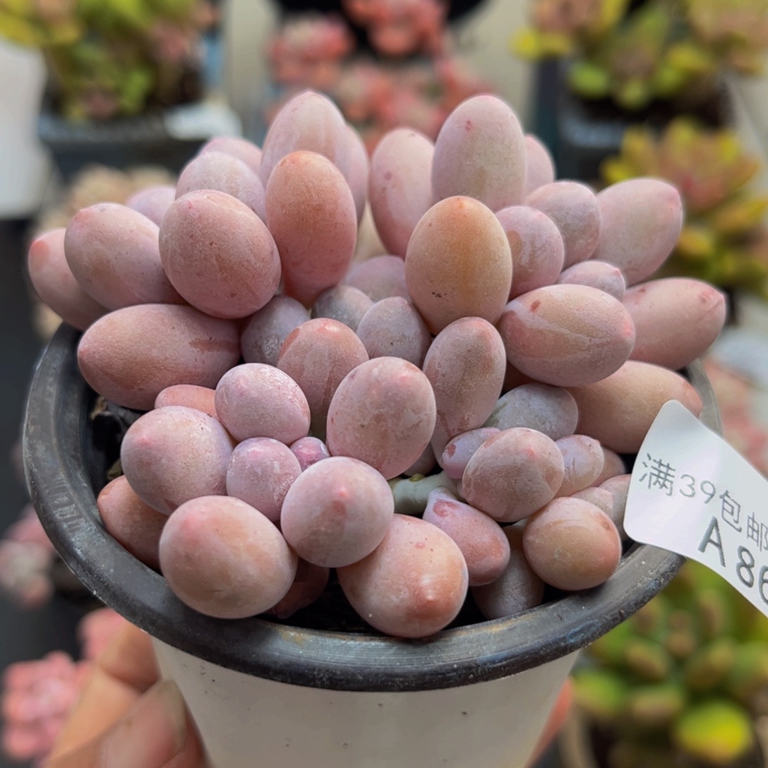 864汤圆奶酪8cm多肉植物