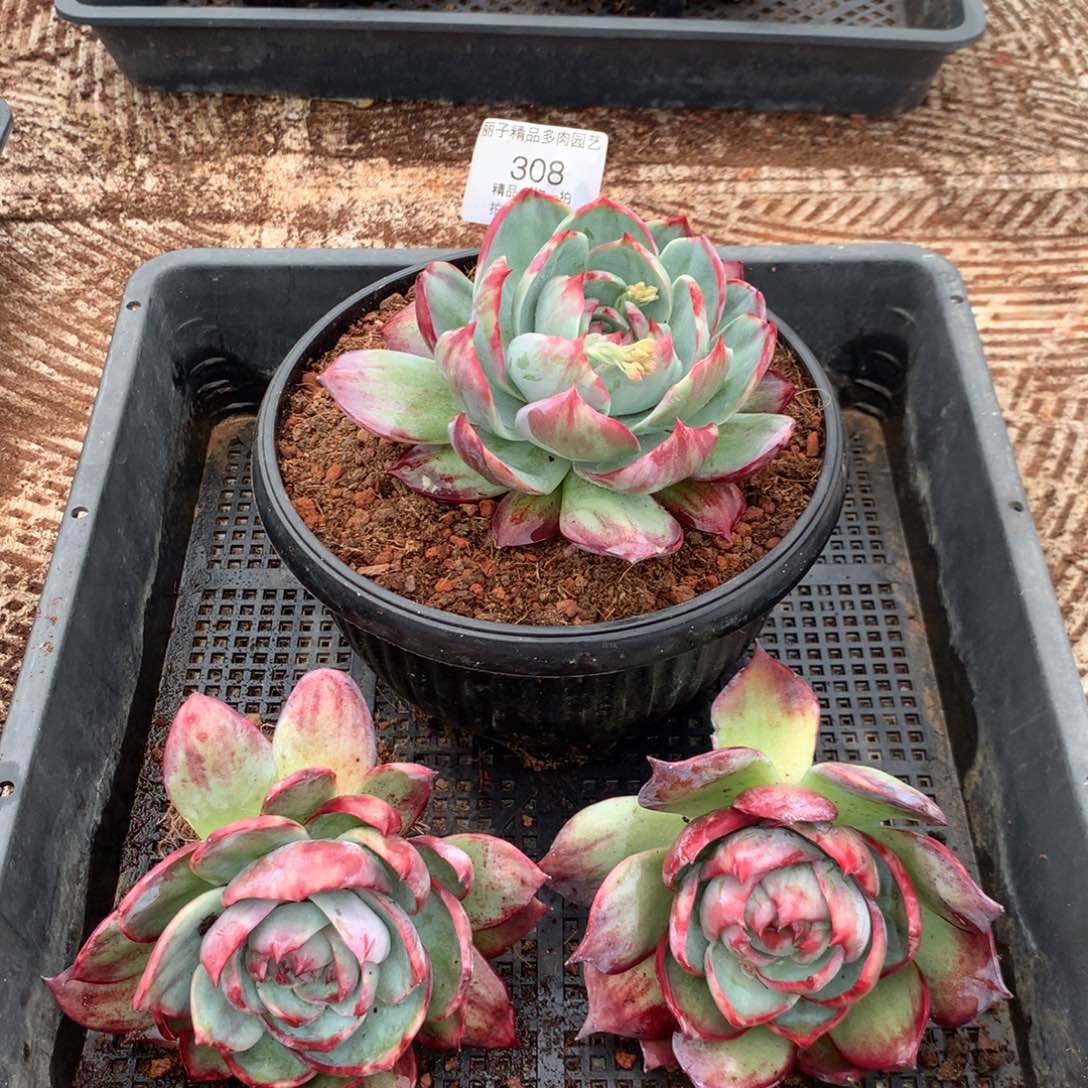爱***猫308惊鸿一组3颗。尺寸12。多肉植物