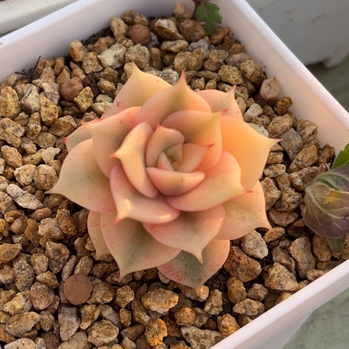 贝加尔湖锦潜力股