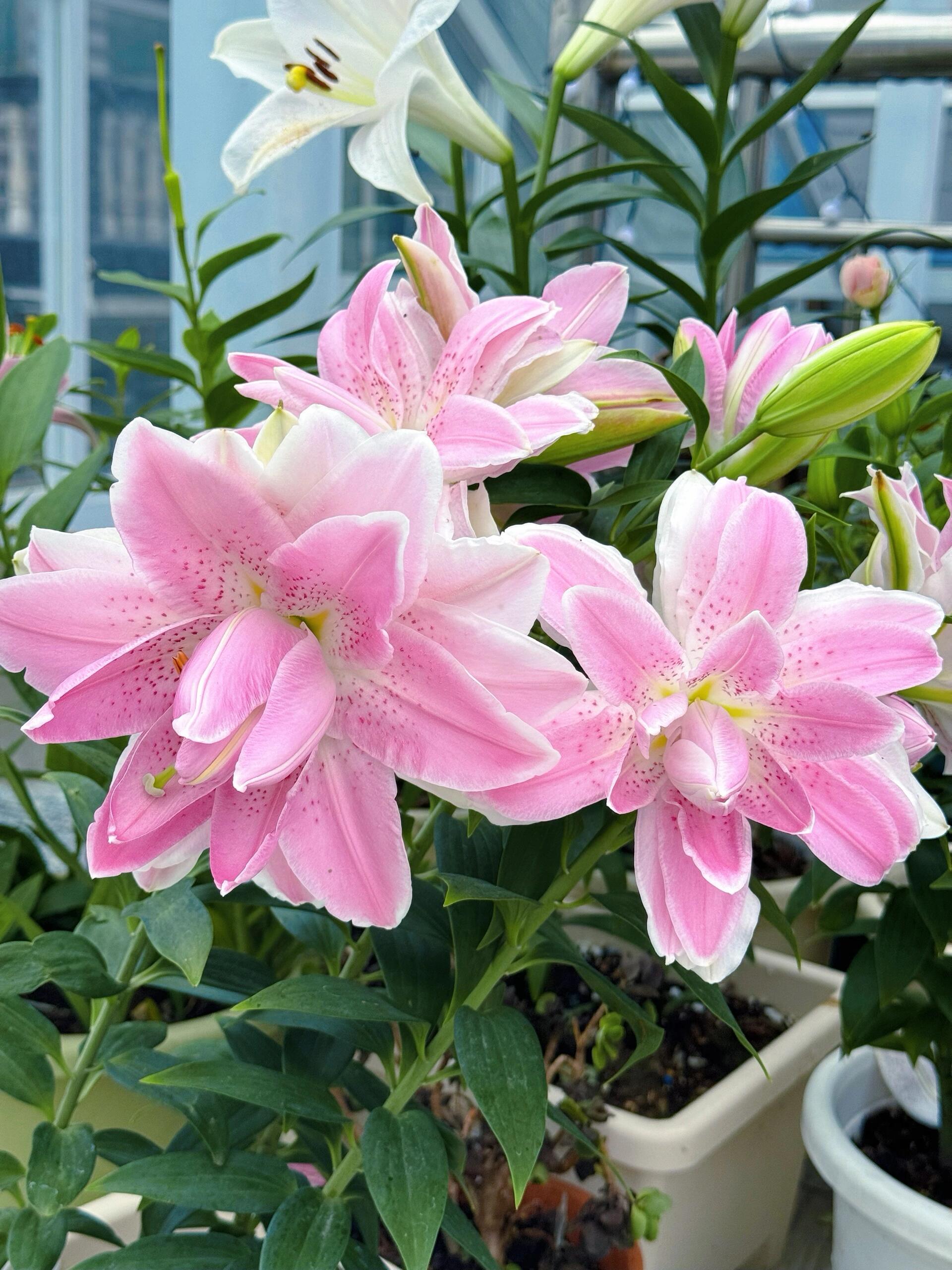 四季可种1颗14/16【粉色重瓣】重瓣香水百合花球 庭院阳台花球