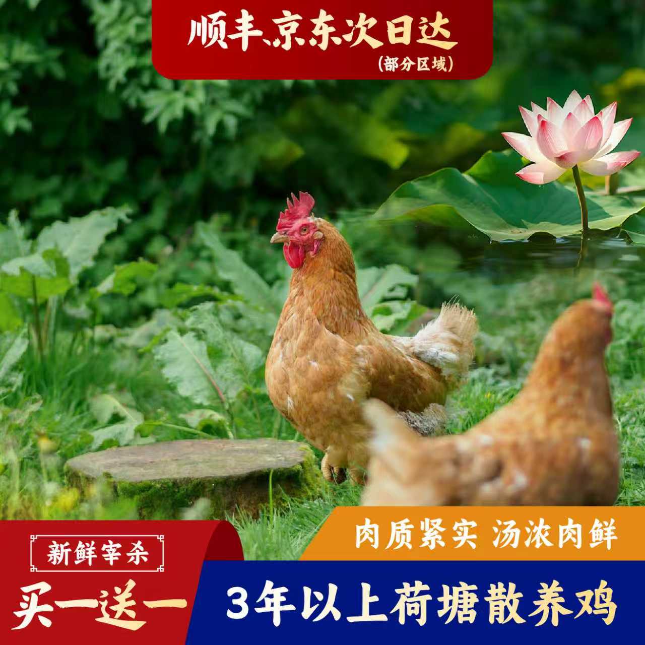 【顺丰京东包邮】生态园散养3年黄油老母鸡走地鸡2只 新鲜宰杀整鸡